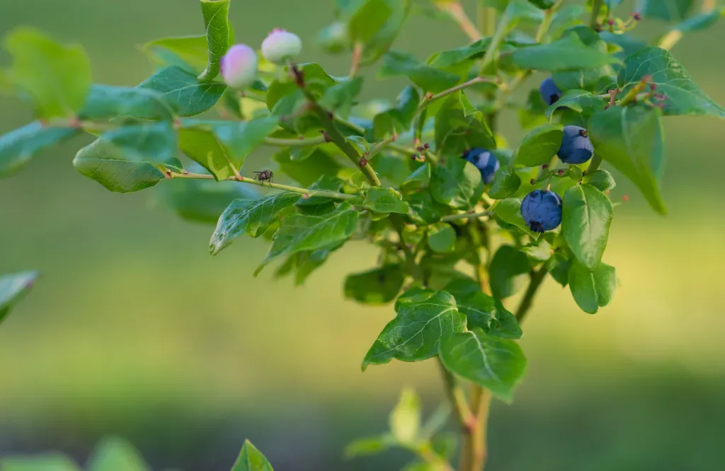 blueberries